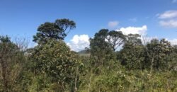 Chácara 4ha – 4km de Alto Paraíso Sentido Cachoeira dos Cristais