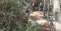 Chácara 2.7 Alq. – Povoado Bandeira – Rio – Nascente – 24km de Alto Paraíso de Goiás