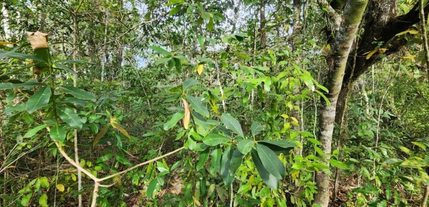 Chácara 5,30ha – Rio – Morro da Baleia – 13 km de Alto Paraíso de Goiás sentido São Jorge