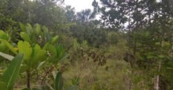 Maravilhosa Chácara 20ha – Recifra – Alto Paraíso de Goiás
