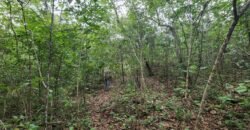 Fazenda 76 ha – Cachoeira – 12km Teresina de Goiás – Chapada dos Veadeiros