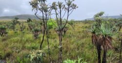 Chácara 6,3 ha – Rio – Piscina para Banho – Vale Verde – Alto Paraíso de Goiás