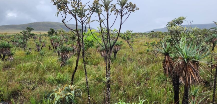 Chácara 6,3 ha – Rio – Piscina para Banho – Vale Verde – Alto Paraíso de Goiás