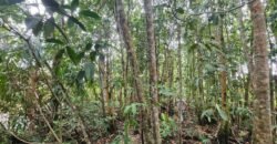 Chácara 6,3 ha – Rio – Piscina para Banho – Vale Verde – Alto Paraíso de Goiás