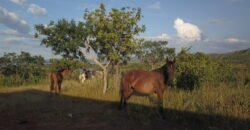 Linda Chácara 4,82ha – Lago Serra da Mesa – Niquelândia – Alto Paraíso de Goiás