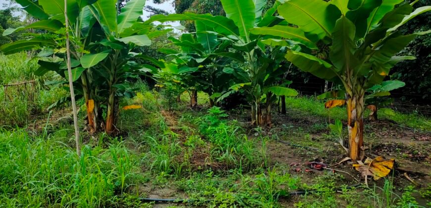 Fazenda 76 ha – Cachoeira – 12km Teresina de Goiás – Chapada dos Veadeiros