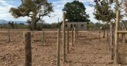 Fazenda Plana as Margens da GO 118 – Rio Paraná – 90 Alqueires – Município de Teresina de Goiás