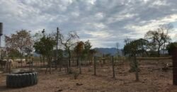 Fazenda Plana as Margens da GO 118 – Rio Paraná – 90 Alqueires – Município de Teresina de Goiás