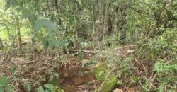 Casa – Rio – área 3,5ha – 9 km da Cachoeira Macaquinhos – Povoado Vereda – Alto Paraíso de Goiás
