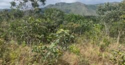 Chácara 4ha – acesso rio – 5 km de Teresinha – 15 km de Cavalcante – Chapada dos Veadeiros
