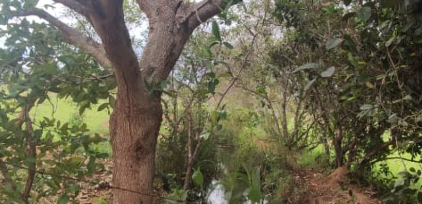Maravilhosa Chácara 20ha – Recifra – Alto Paraíso de Goiás