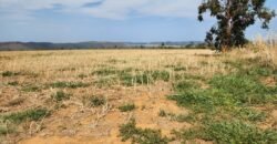 Fazenda 120 Alqueires – Pecuária/Agricultura – 2,5km de Teresina de Goiás – Chapada dos Veadeiros