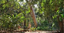 Vende-se Propriedade no Povoado Moinho – Alto Paraíso de Goiás