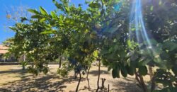 Fazenda 120 Alqueires – Pecuária/Agricultura – 2,5km de Teresina de Goiás – Chapada dos Veadeiros