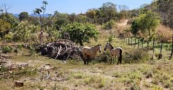 Fazenda 120 Alqueires – Pecuária/Agricultura – 2,5km de Teresina de Goiás – Chapada dos Veadeiros