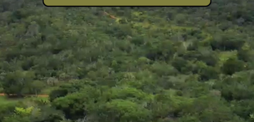 Espetacular Oportunidade! Fazenda de 50 Hectares à Beira do Rio Tocantinzinho – Chapada dos Veadeiros