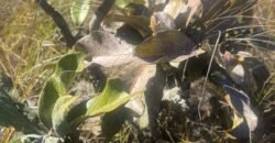 Chácara 4ha – Rio dos Couros – Alto Paraíso e Goiás