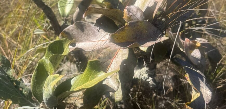 Chácara 4ha – Rio dos Couros – Alto Paraíso e Goiás