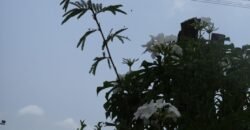 Casa + Hospegagem – Monte Sinai – Alto Paraíso de Goiás