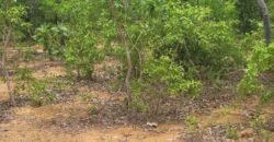 Chácaras a Venda – 37km de Alto Paraíso sentido Sertão – Chapada dos Veadeiros