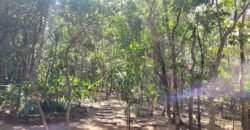 Maravilhosa Propriedade 7.000m2 – Condomínio Samassati – Morrão – Alto Paaraíso/G