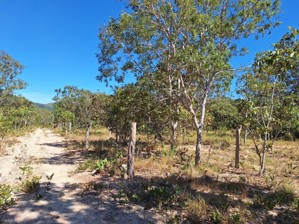 Chácara 4,5ha – 8km do centro de Cavalcante – Chapada dos Veadeiros