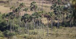 Chácara com Vista Permanente, acesso ao Rio e Conforto na Chapada! 4.7ha