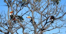 Chácara com Vista Permanente, acesso ao Rio e Conforto na Chapada! 4.7ha