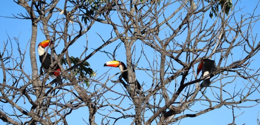 Chácara com Vista Permanente, acesso ao Rio e Conforto na Chapada! 4.7ha