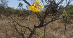 Cháraca 6ha – Córrego – Vista Morro da Baleia – Chapada dos Veadeiros